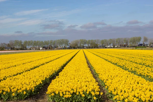 Tulip Field Netherlands Springtime — Stock Photo, Image