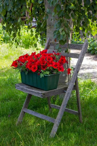 Красные Цветы Петунии Старом Стуле Саду — стоковое фото
