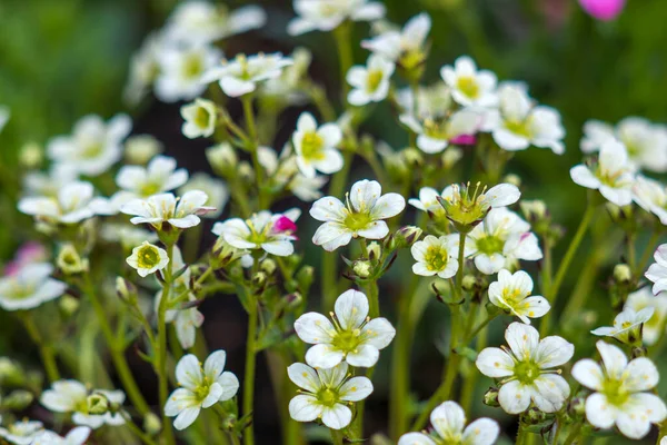 White Flowers Garden Soft Focus — Stock Photo, Image