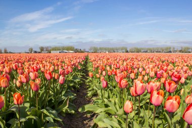 tulip field in the Netherlands - orange tulips