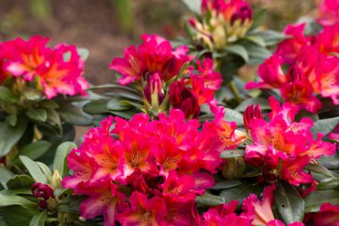 Bahçede açan kırmızı rhododendron çiçekleri