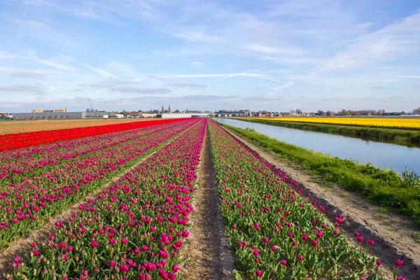荷兰的郁金香地 五彩缤纷的郁金香 — 图库照片