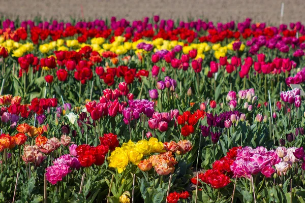 Tulpenveld Nederland Kleurrijke Tulpen — Stockfoto