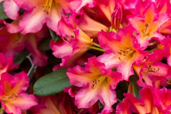Blooming Red Rhododendron Flowers Garden — Stock Photo, Image