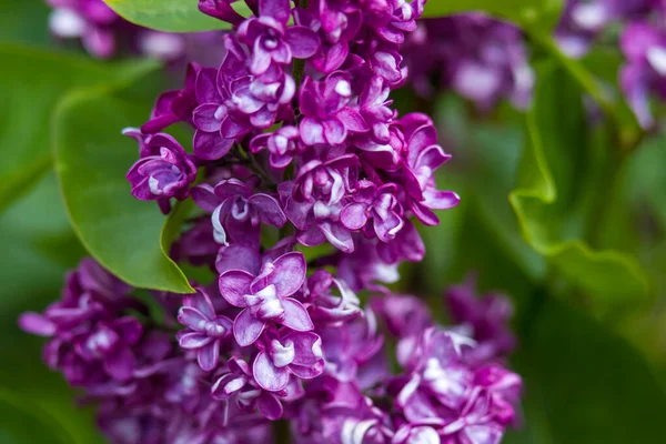 Blooming Lilac Flowers Macro Photo Soft Focus — Stock Photo, Image