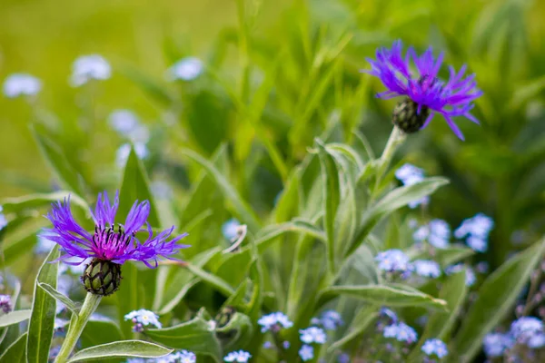 Cornflowers Forget Garden Soft Focus — Zdjęcie stockowe