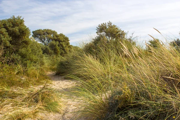 Haamstede 'deki kum tepeleri manzarası, Hollanda' daki Zeeland.