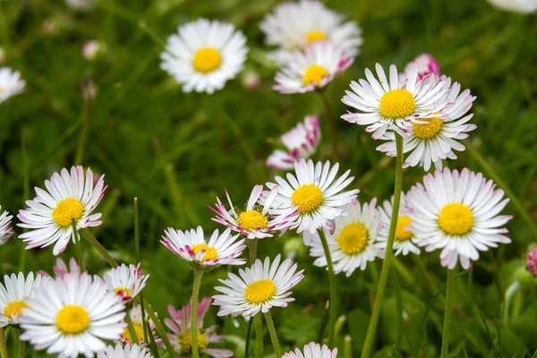 Blooming Daisies Flowers Garden Close — Foto de Stock