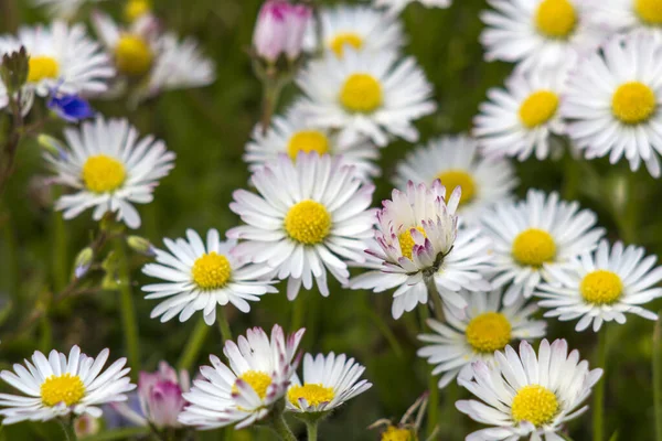 Blommande Prästkragar Blommor Trädgården Närbild — Stockfoto