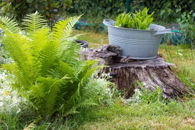 Kırsal bahçe - eğreltiotu ve teneke küvette bitkiler