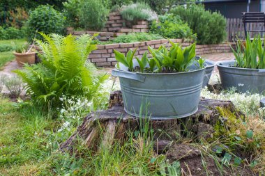 Köy bahçesi - teneke küvette bitkiler, eğreltiotu ve bitki sarmalı