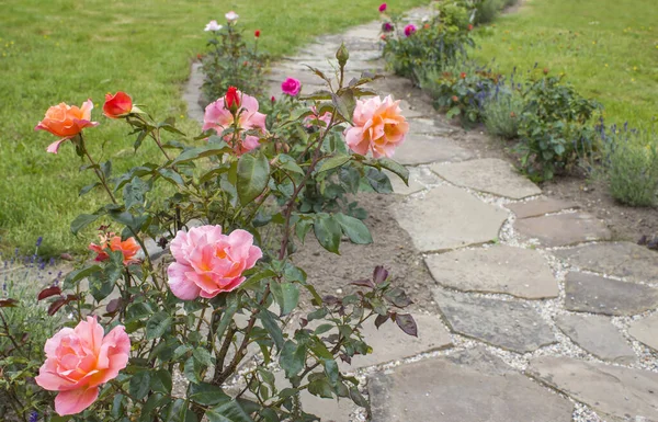 Hermosas Rosas Piedra Pavimentada Camino Jardín — Foto de Stock