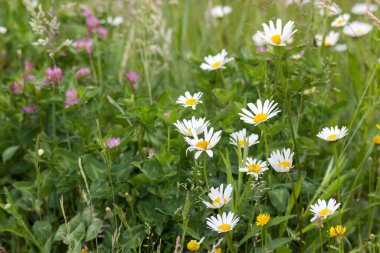 Ox-eye Daisy (Leucanthemum vulgare) bahçede - yakın plan