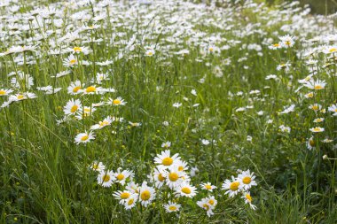 Ox-eye Daisy (Leucanthemum vulgare) bahçede - yakın plan