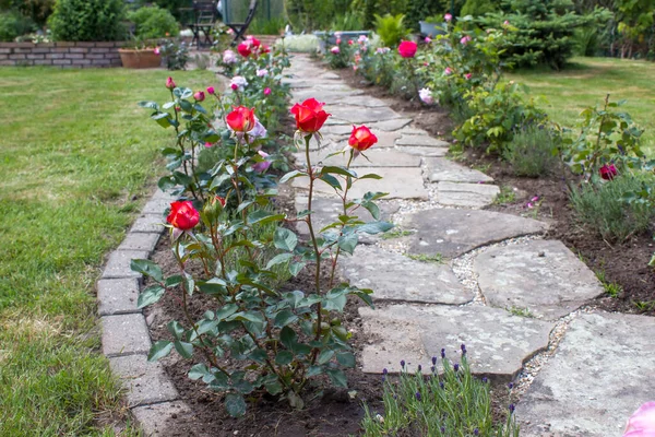 Chemin Jardin Pavé Pierre Fleurs Roses Lavande — Photo