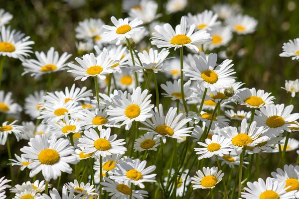 Oko Wołowe Daisy Leucanthemum Vulgare Ogrodzie Zbliżenie — Zdjęcie stockowe