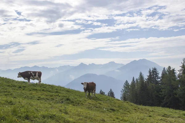 Kühe Auf Einer Alm Landschaft Der Lienzer Dolomiten Österreich Massive — Stockfoto