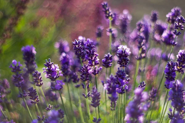 Lavendelbloemen Tuin Abstracte Achtergrond — Stockfoto