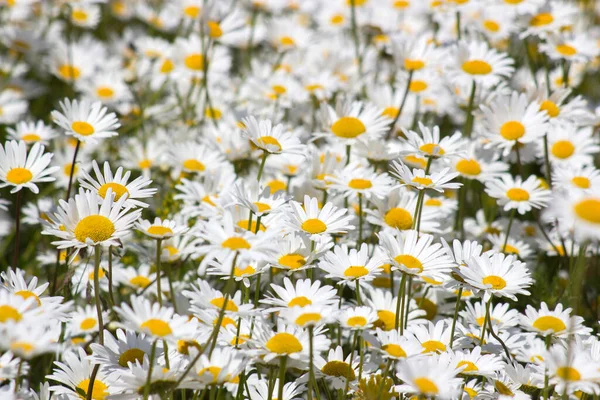 Eye Daisy Leucanthemum Vulgare Garden Close — Stock Photo, Image