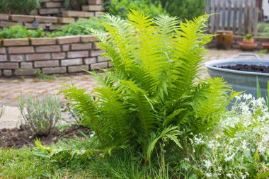 Kırsal bahçe - eğrelti otuna yakın
