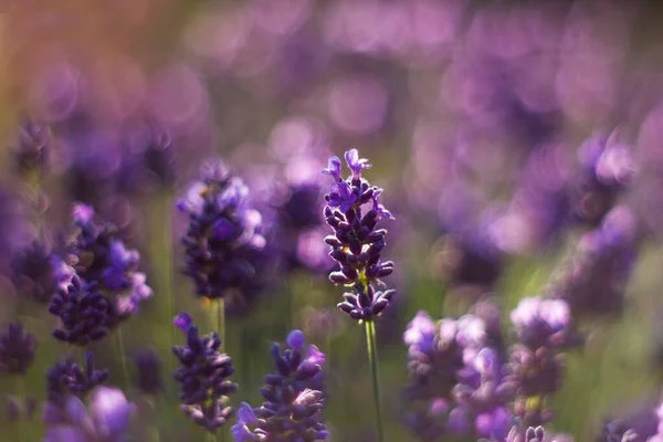 Lavendel Blommor Trädgården Abstrakt Bakgrund — Stockfoto
