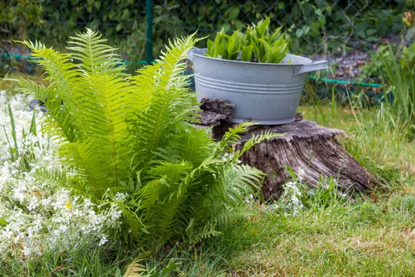 Rustik Trädgård Ormbunke Och Växter Tennbadkar — Stockfoto