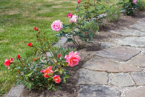 Stone Paved Garden Path Flowers Roses Lavender — Stock Photo, Image