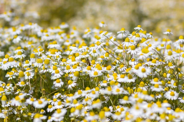 Fleurs Camomille Dans Pré Mise Point Douce — Photo