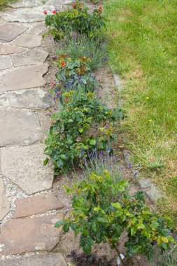 Taş döşeli bahçe yolu ve çiçekler - güller ve lavantalar