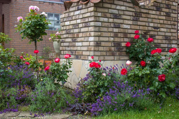 庭の花壇 バラとラベンダーの花 — ストック写真