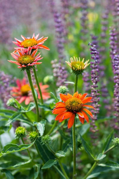 Echinacea Coneflowers Jardim Fundo Abstrackt — Fotografia de Stock