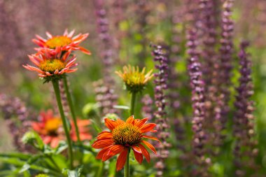 Ekinezya - bahçedeki koni çiçekleri - soyut arkaplan