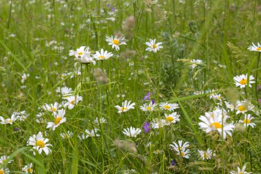 Ox-eye Daisy (Leucanthemum vulgare) bahçede