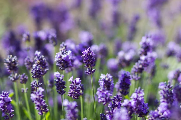 Lavender Flowers Garden Soft Focus — Zdjęcie stockowe