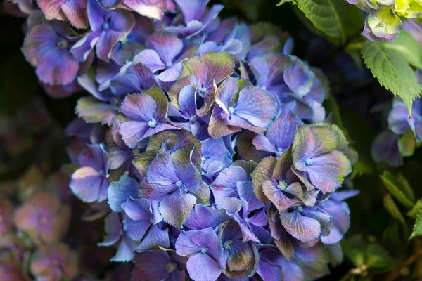 Makró Kép Kék Hortenzia Virág Háttér — Stock Fotó