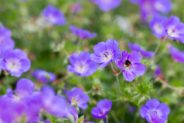 Geranium Magnificum Purple Cranesbill Species Plant Genus Geranium Family Geraniaceae — Stockfoto