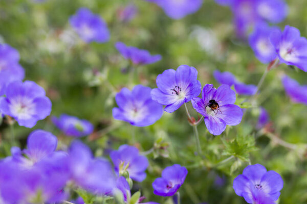 Гераниум великолепный, пурпурный журавль, является одним из видов растений рода Герань, семейство Гераниевые.