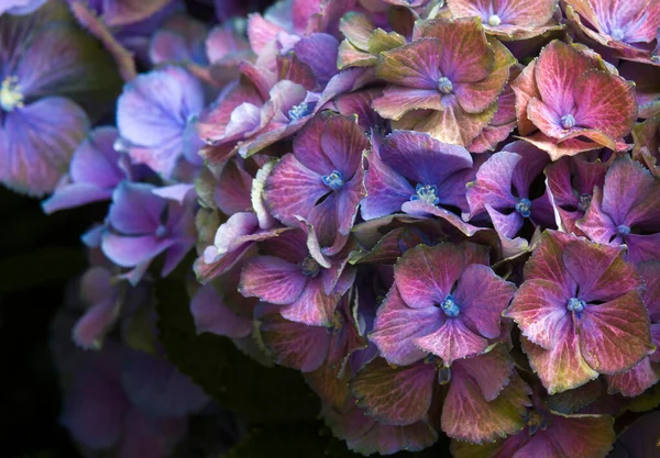 Macro Image Colorful Hydrangea Flower Background — Stock Photo, Image