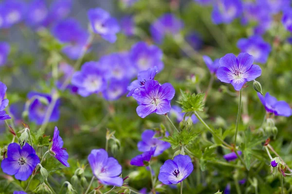 Geranium Magnificum Purple Cranesbill Species Plant Genus Geranium Family Geraniaceae — Stockfoto