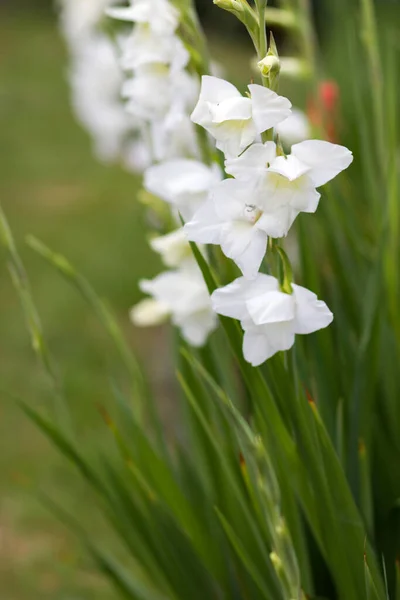 White Gladiolus Garden Soft Focus — Stock Photo, Image