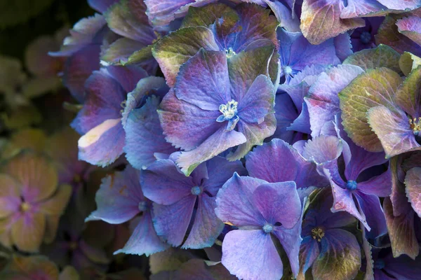 Macro Image Blue Hydrangea Flower Background — Fotografia de Stock