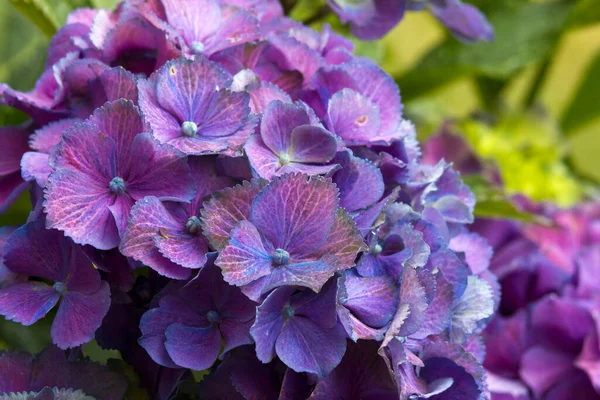 Macro Image Blue Hydrangea Flower Background — Foto Stock
