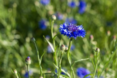 Bahçedeki çiçek çiçekleri - yumuşak odak