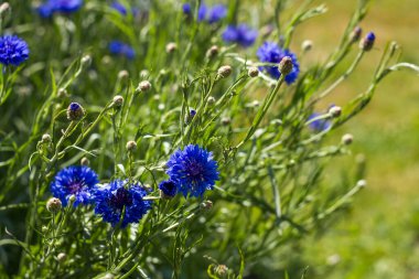 Bahçedeki çiçek çiçekleri - yumuşak odak