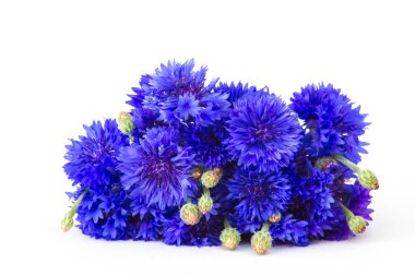 Beyaz arkaplanda çiçekler - yakın plan