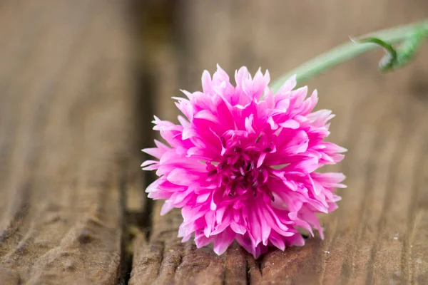 Pink Cornflower Wooden Background Close — Fotografia de Stock