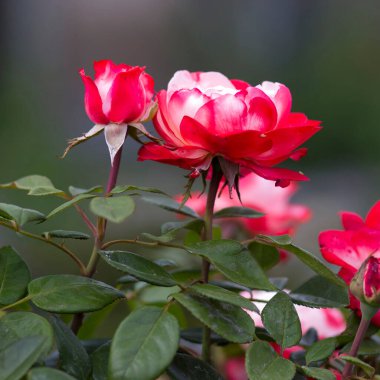 Bahçedeki kırmızı güller. Kapat.