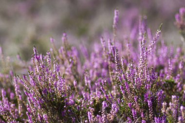 Hollanda 'daki Maasduinen Ulusal Parkı' nda çiçek açan fundalık