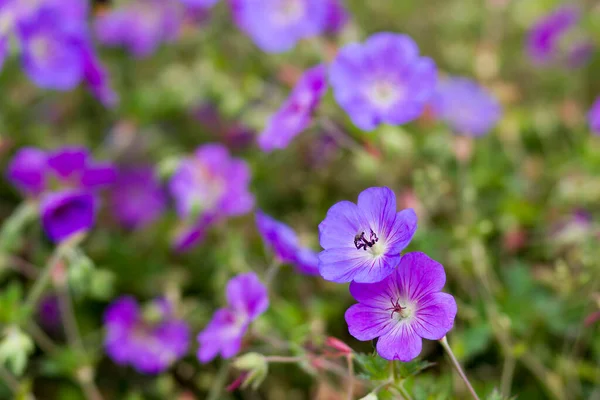 Geranium Magnificum Uma Espécie Planta Com Flor Pertencente Família Geraniaceae — Fotografia de Stock