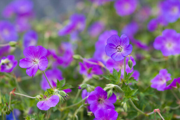 Гераниум великолепный, пурпурный журавль, является одним из видов растений рода Герань, семейство Гераниевые.
